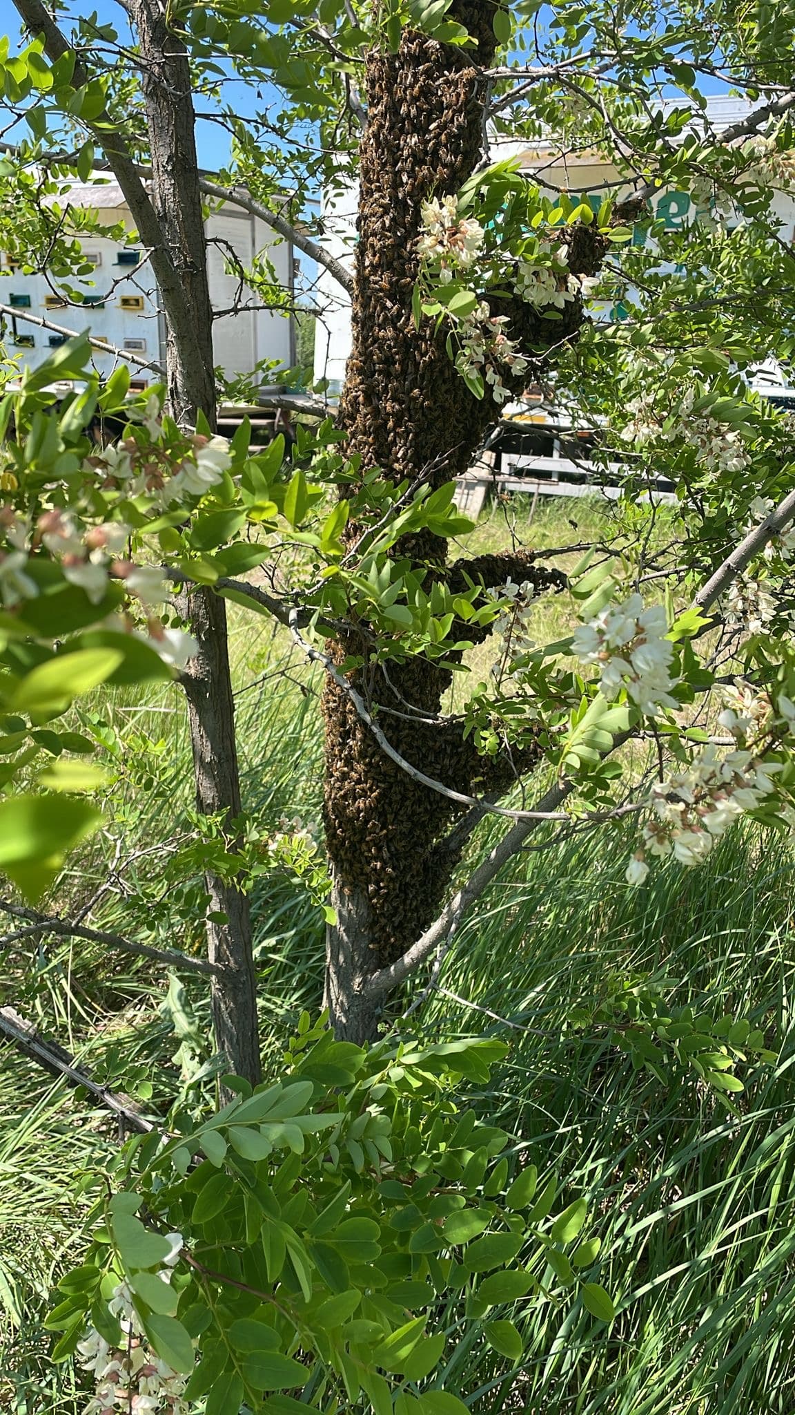 Primul roi la salcâm. Când stupii sunt puternici, albinele tind să fugă. Mă pregătesc să-l pun în cutie și să facem un stup nou din el. Acesta este procesul natural de înmulțire 🐝